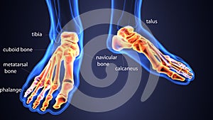 3d illustration of skeleton foot bone anatomy