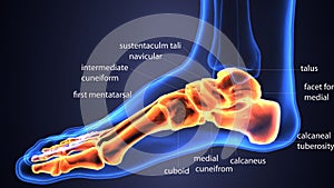 3d illustration of skeleton foot bone anatomy