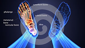 3d illustration of skeleton foot bone anatomy