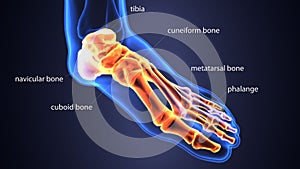 3d illustration of skeleton foot bone anatomy