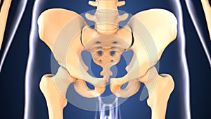 3d illustration of skeleton hip bone anatomy