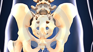 3d illustration of skeleton hip bone anatomy