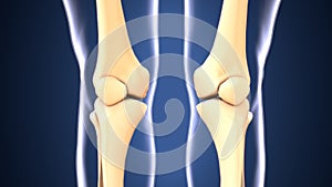 3d illustration of skeleton knee bone anatomy