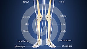 3d illustration of skeleton leg bone anatomy