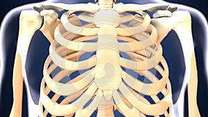 3d illustration of skeleton ribs bone anatomy