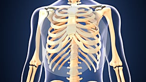 3d illustration of skeleton ribs bone anatomy