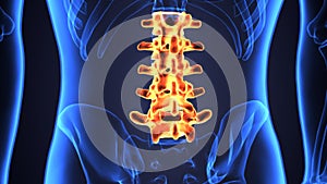 3d illustration of skeleton spinal bone anatomy