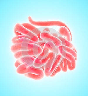3D illustration of Small Intestine.