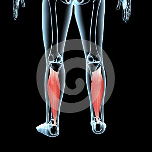 3d illustration of the soleus muscles anatomical position on xray body