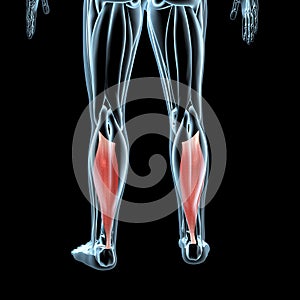 3d illustration of the soleus on xray musculature