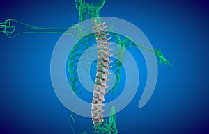 3D illustration of Spine, medical concept