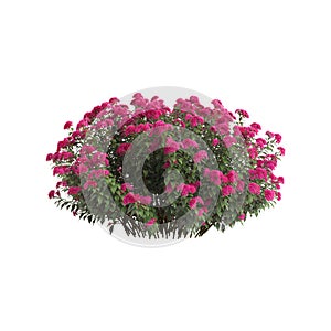 3d illustration of Spirea Japonica isolated on white background