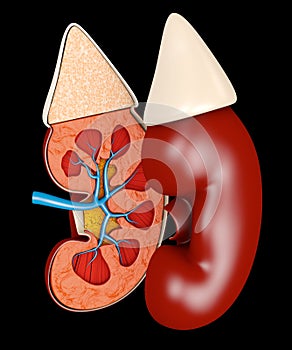 3d illustration of Structure of the kidney medical. Science medical educational material