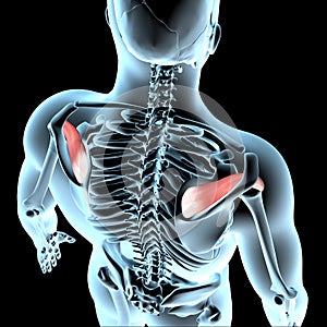 3d illustration of the supraspinatus muscles anatomical position on xray body