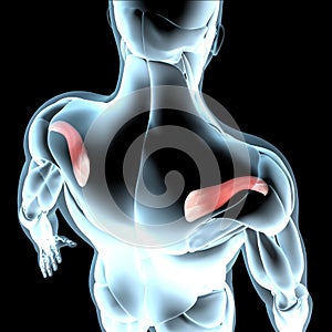 3d illustration of the supraspinatus muscles on xray musculature