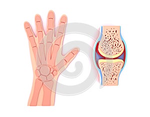 3d illustration of synovial joint.