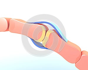 3d illustration of the synovial joint of the bone of a hand.