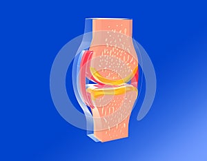 3D illustration of a synovial joint seen from the front.