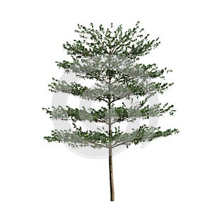 3d illustration of Terminalia Mantaly tree isolated on white background