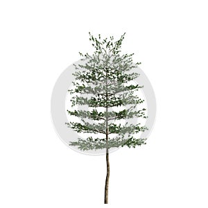 3d illustration of Terminalia Mantaly tree isolated on white background