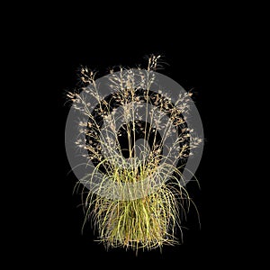 3d illustration of Themeda triandra bush isolated on black background