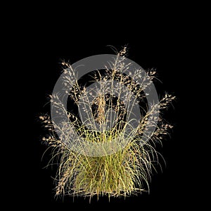 3d illustration of Themeda triandra bush isolated on black background