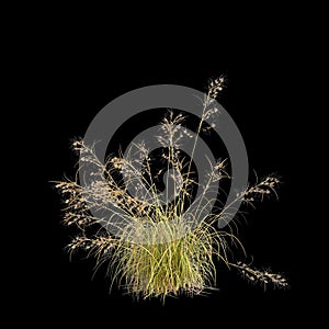 3d illustration of Themeda triandra bush isolated on black background