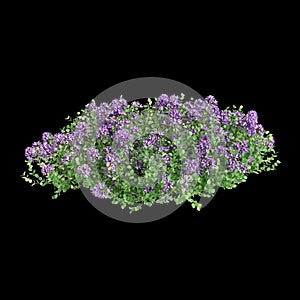 3d illustration of Thymus serpyllum bush isolated on black background