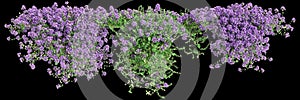 3d illustration of Thymus serpyllum hanging plant isolated on black background