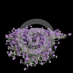 3d illustration of Thymus serpyllum hanging plant isolated on black background