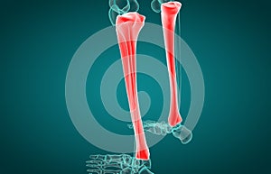 3D illustration of Tibia, medical concept