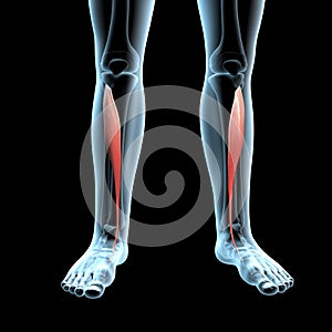 3d illustration of the tibialis anterior muscles anatomical position on xray body