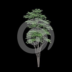 3d illustration of Toona sinensis tree isolated on black background