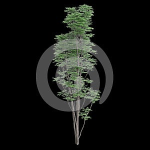 3d illustration of Toona sinensis tree isolated on black background