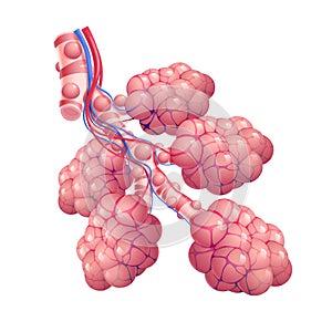 3D illustration of trachea and air sacs in healthy human lungs