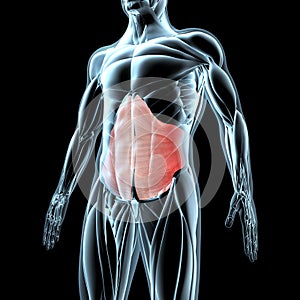 3d illustration of the transverse abdominis muscles on xray musculature