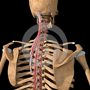 3d illustration of the transversospinalis muscles group partial view