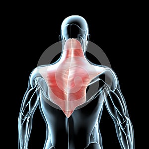 3d illustration of the trapezius muscles on xray musculature