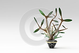 3D illustration of Tree in a pot isolated on Color background