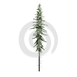 3d illustration of Tsuga mertensian tree isolated on white background