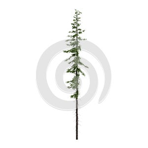 3d illustration of Tsuga mertensian tree isolated on white background