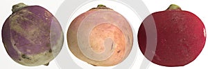 3d illustration of turnip, rutabaga isolated on white background