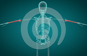 3D illustration of Ulna, medical concept.