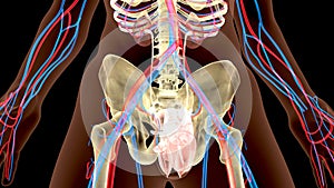 3D illustration of Urinary System Kidney organic - Part of Human Organic.