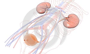 3D illustration urinary system, kidneys, ureters and urinary bladder. - IlustraciÃ³n