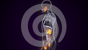 3D illustration of Urinary System - Part of Human Organic.