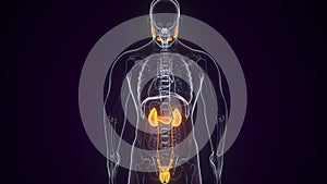 3D illustration of Urinary System - Part of Human Organic.