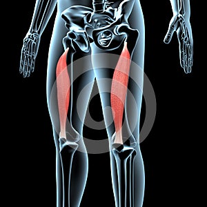 3d illustration of the vastus intermedius muscles anatomical position on xray body