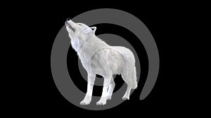 3d Illustration white wolf isolate on dark background, arctic wolf