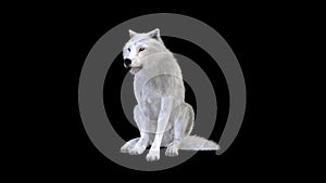 3d Illustration white wolf isolate on dark background, arctic wolf